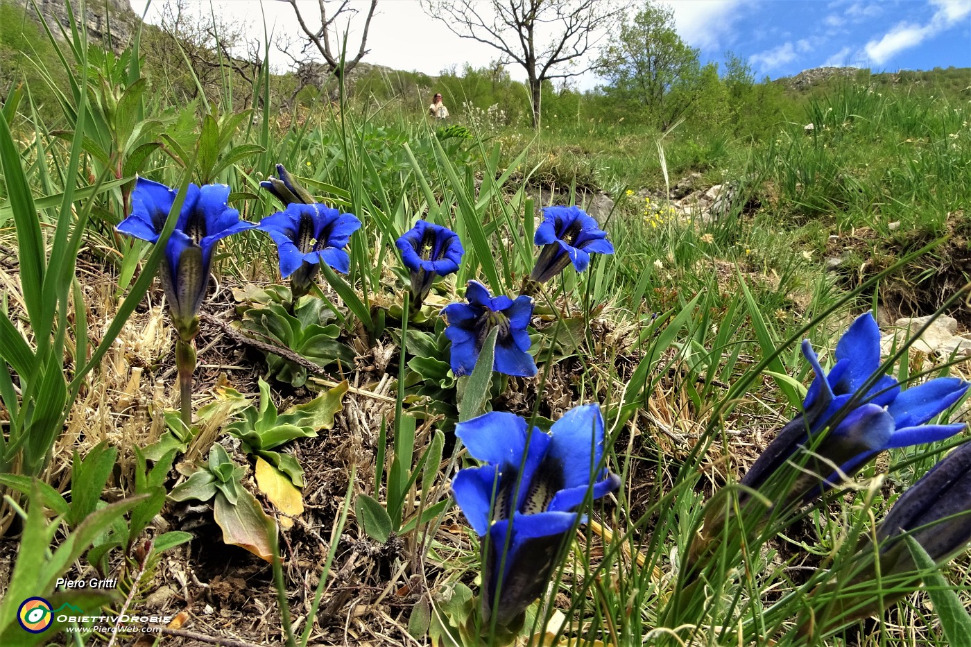 45 Genzianella di primavera o genziana primaticcia (Gentiana verna).JPG